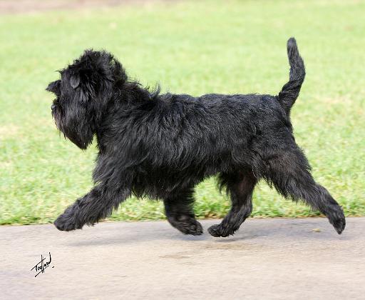 Affenpinscher 9Y516D-063.JPG